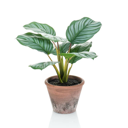 Emerald Konstväxt Calathea Orbifolia Terra i kruka 32 cm